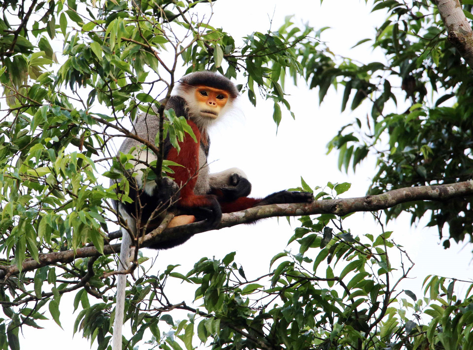 Voọc chà vá chân nâu với bộ lông ngũ sắc sinh sống trên bán đảo Sơn Trà. (Ảnh: Trần Lê Lâm/TTXVN)