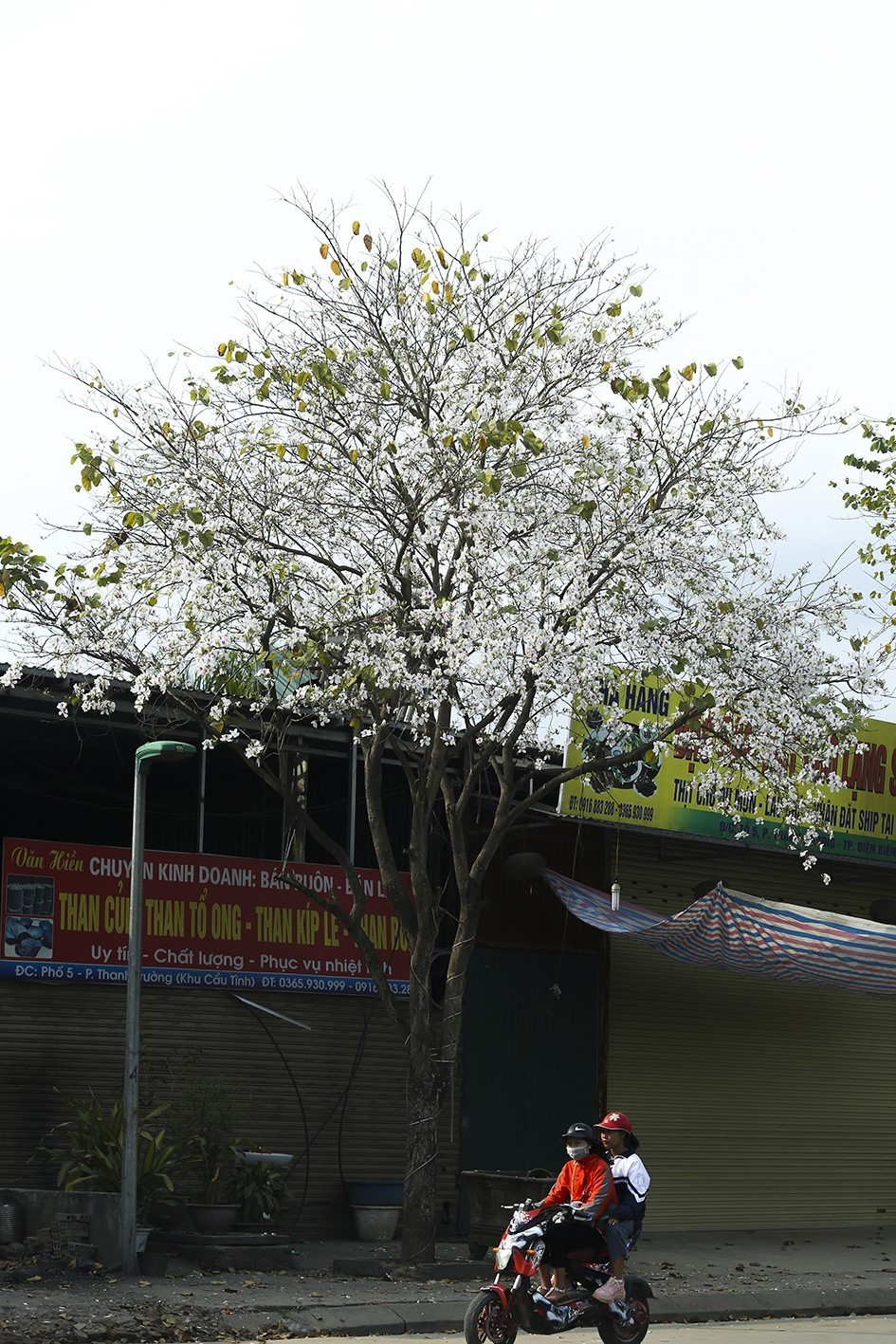 Hoa ban nở trắng trên những con đường. (Ảnh: Phan Tuấn Anh/TTXVN)