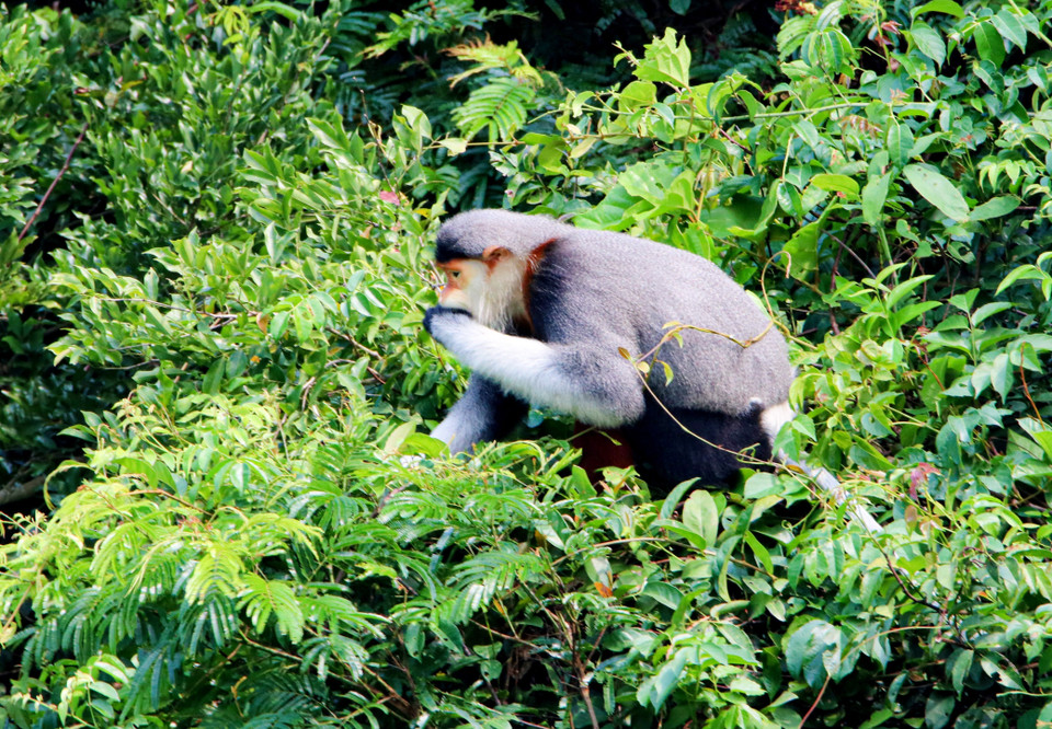 Voọc chà vá chân nâu chỉ ăn lá cây và thường kiếm ăn vào buổi sáng và chiều trên các cành cây cao. (Ảnh: Trần Lê Lâm/TTXVN)