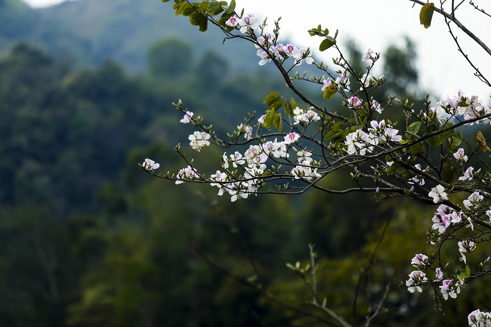 Hoa ban thường nở rộ vào cuối tháng Ba. (Ảnh: Phan Tuấn Anh/TTXVN)