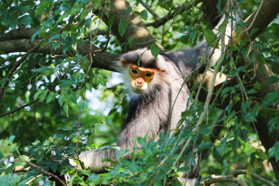 Khuôn mặt Voọc chà vá chân nâu có chòm râu quai nón trắng như cước xòe ra xung quanh rất lạ. (Ảnh: Trần Lê Lâm/TTXVN)
