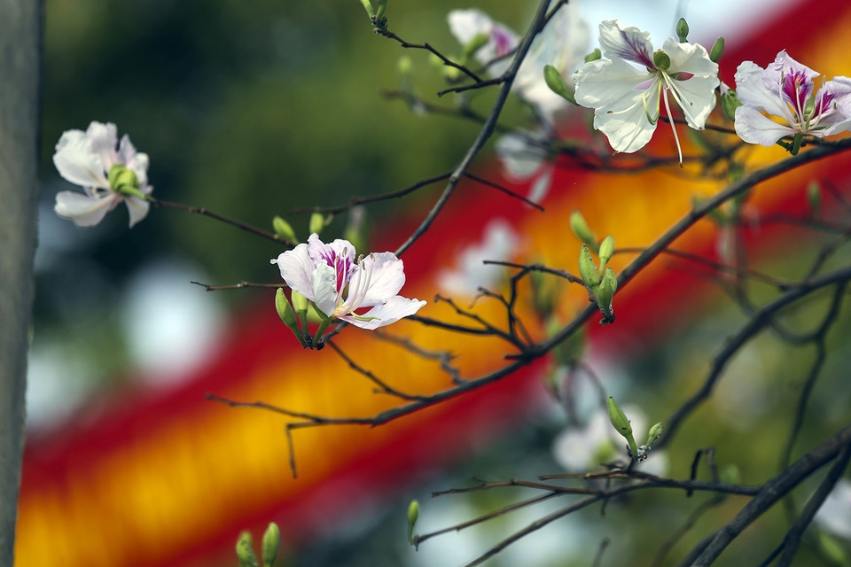 Vẻ đẹp của hoa ban tượng trưng cho nét đẹp thuần khiết, tinh khôi và sự thủy chung của người con gái vùng cao Tây Bắc. (Ảnh: Phan Tuấn Anh/TTXVN)