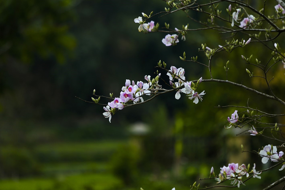 Hoa ban bắt đầu nở vào khoảng cuối tháng Hai và kết thúc cuối tháng Tư hằng năm. (Ảnh: Phan Tuấn Anh/TTXVN)