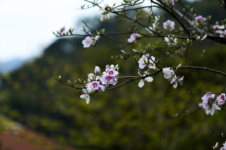 Vẻ đẹp của núi rừng Tây Bắc thuần khuyết, tinh khôi. (Ảnh: Phan Tuấn Anh/TTXVN)