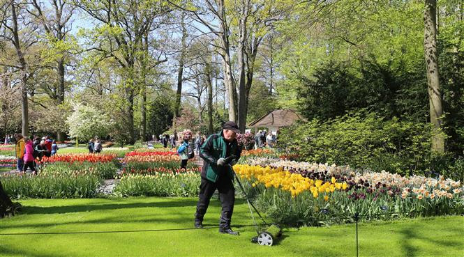 Người chăm sóc thảm cỏ tại vườn hoa Keukenhof ở Hà Lan. (Ảnh: Mạnh Hùng/TTXVN)