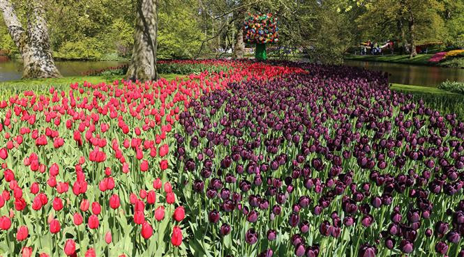 Hoa tuylip khoe sắc tại vườn hoa Keukenhof ở Hà Lan. (Ảnh: Mạnh Hùng/TTXVN)