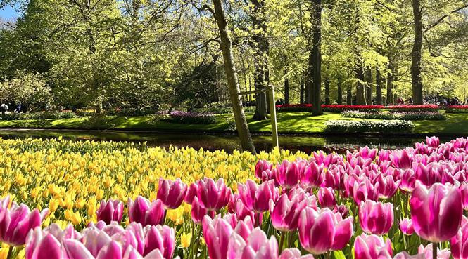 Nhiều loại hoa tuylip khoe sắc tại vườn hoa Keukenhof ở Hà Lan. (Ảnh: Mạnh Hùng/TTXVN)