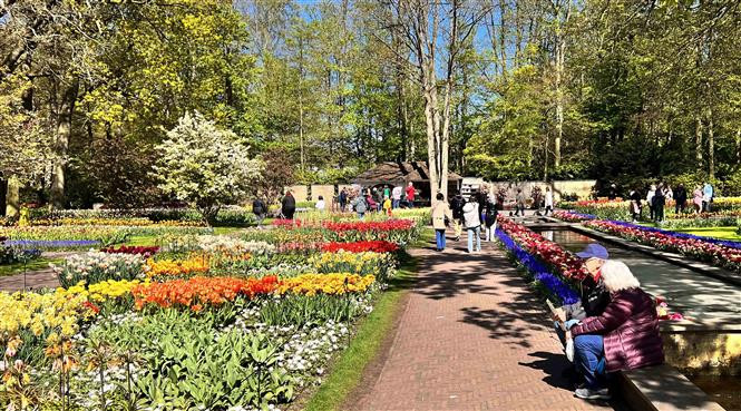 Vườn hoa Keukenhof ở Hà Lan. (Ảnh: Mạnh Hùng/TTXVN)
