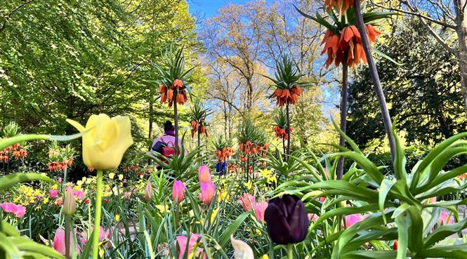 Nhiều loại hoa khoe sắc tại vườn hoa Keukenhof ở Hà Lan. (Ảnh: Mạnh Hùng/TTXVN)