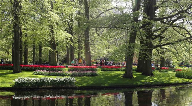 Khung cảnh hữu tình của vườn hoa Keukenhof rộng 32 ha nổi tiếng tại Hà Lan. (Ảnh: Mạnh Hùng/TTXVN)