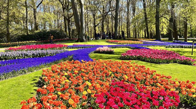 Nhiều loại hoa tuylip khoe sắc tại vườn hoa Keukenhof ở Hà Lan. (Ảnh: Mạnh Hùng/TTXVN)