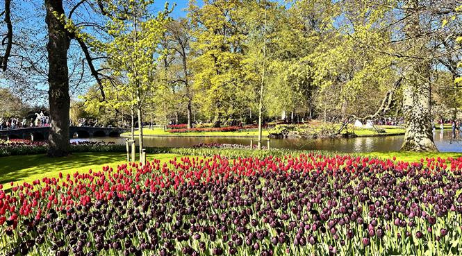 Hoa tuylip đủ sắc màu tại vườn hoa Keukenhof ở Hà Lan. (Ảnh: Mạnh Hùng/TTXVN)