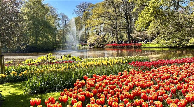 Nhiều loại hoa tuylip khoe sắc tại vườn hoa Keukenhof ở Hà Lan. (Ảnh: Mạnh Hùng/TTXVN)