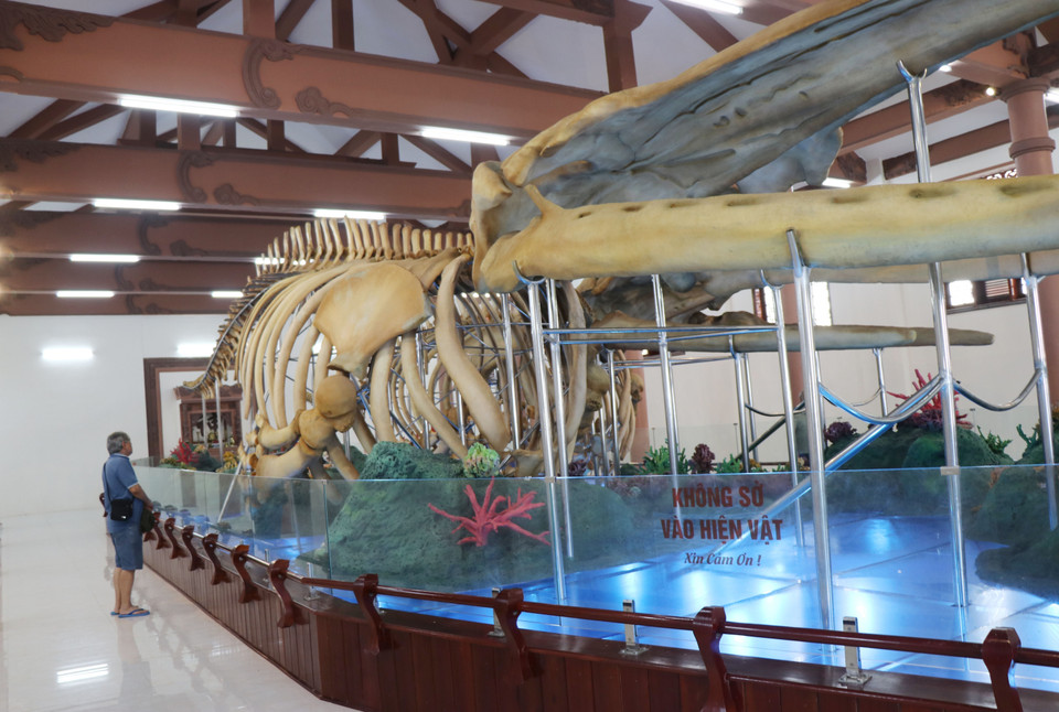 Bộ xương cá voi có niên đại hơn 300 năm, chiều dài 28m, cao 4m, được trưng bày ở di tích lăng Tân, huyện đảo Lý Sơn. (Ảnh: Phạm Cường/TTXVN)