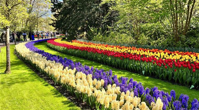 Nhiều loại hoa tuylip khoe sắc tại vườn hoa Keukenhof ở Hà Lan. (Ảnh: Mạnh Hùng/TTXVN)