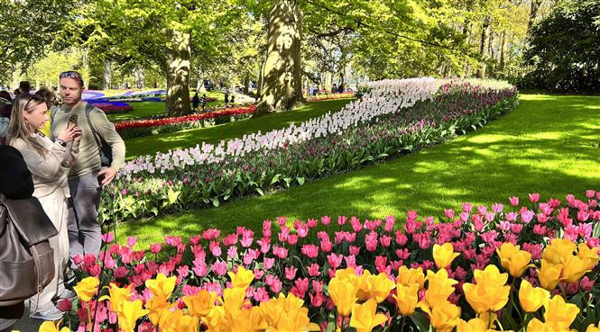 Du khách thích thú chụp ảnh bên những bông hoa tuylip tại vườn hoa Keukenhof ở Hà Lan. (Ảnh: Mạnh Hùng/TTXVN)