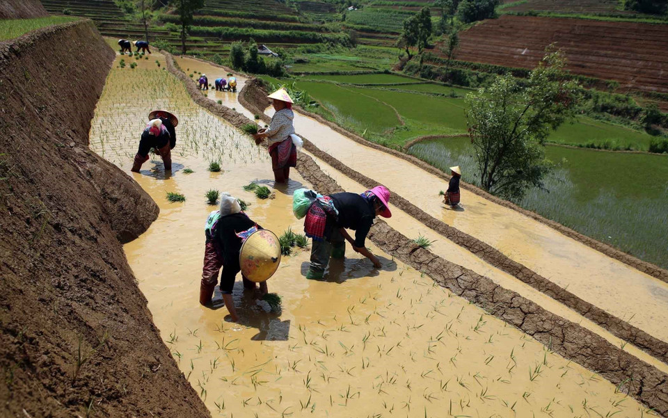 Người dân tranh thủ cấy cho kịp mùa vụ. (Ảnh: Quý Trung/TTXVN)