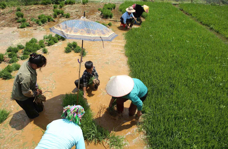 Người dân tranh thủ nhổ mạ chuẩn bị cấy vụ mới. (Ảnh: Quý Trung/TTXVN)