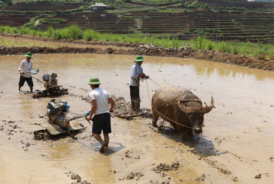 Người dân huy động mọi nguồn lực để cầy bừa, làm đất cho kịp mùa vụ. (Ảnh: Quý Trung/TTXVN)
