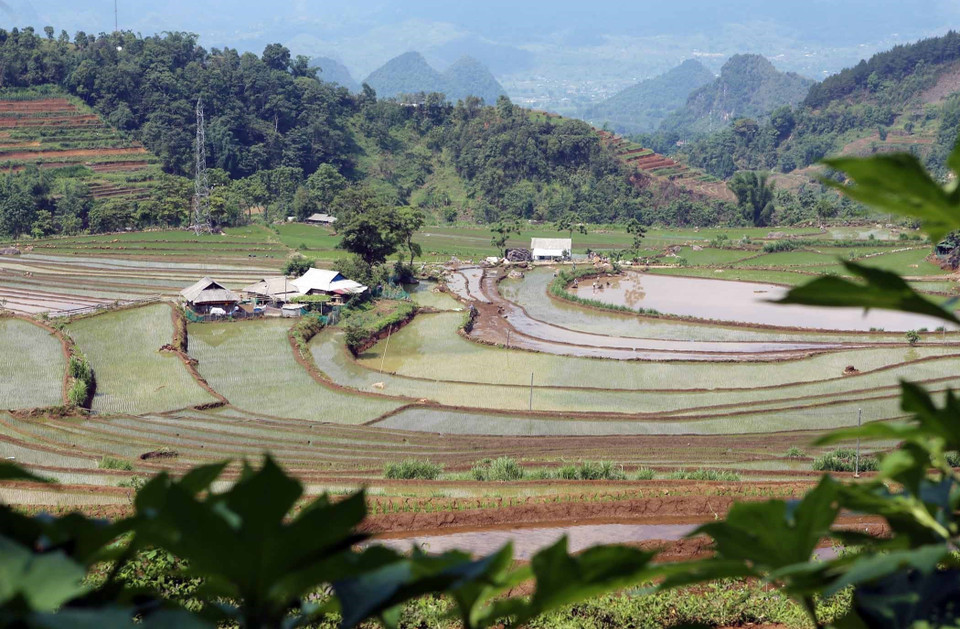 Ruộng bặc thang uốn lượn mềm mại nhìn như bức tranh đa sắc được tạo ra từ những bàn tay khéo léo và sự cần cù của người dân Tây Bắc. (Ảnh: Quý Trung/TTXVN)
