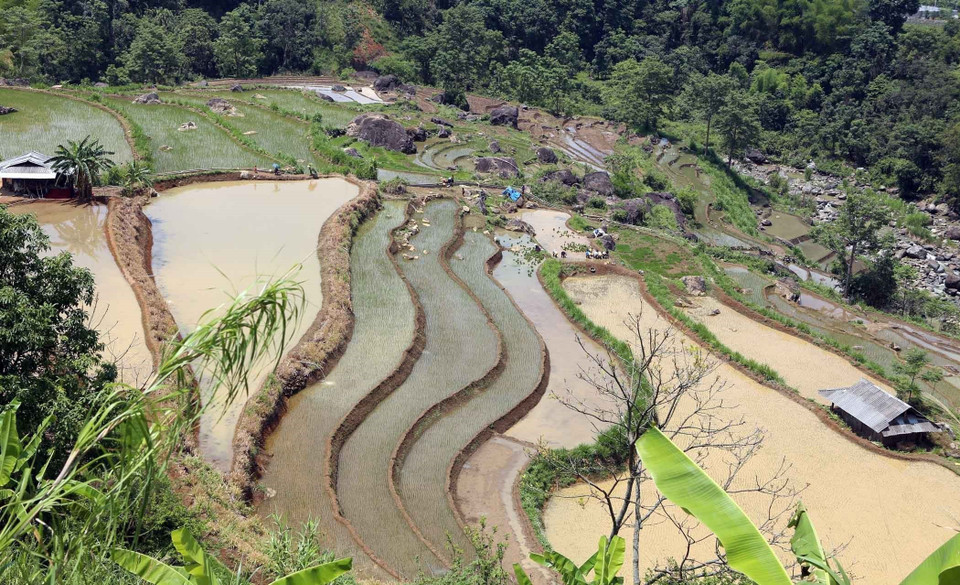 Những thửa ruộng bậc thang uốn lượn nhìn như bức tranh đa sắc được tạo ra từ những bàn tay khéo léo kết hợp với sự cần cù chịu khó của người dân Tây Bắc. (Ảnh: Quý Trung/TTXVN)