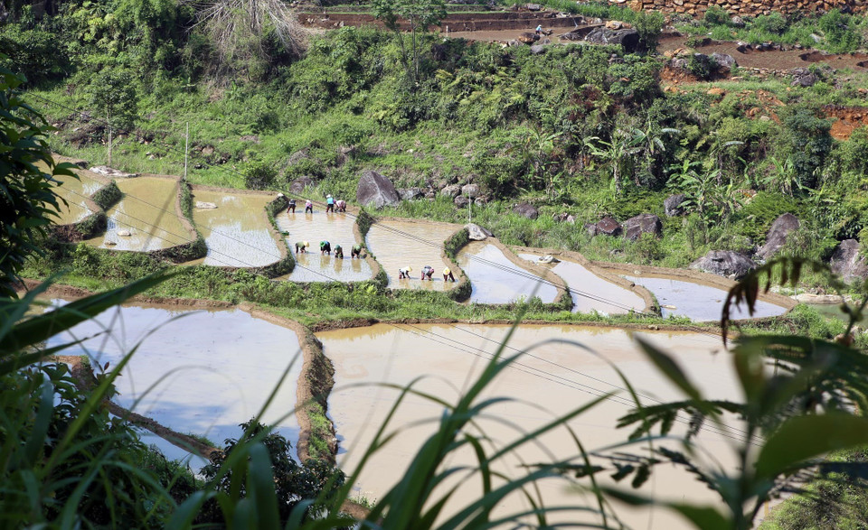 Khi nước đổ về những thửa ruộng nhìn như những tấm gương phản chiếu lung linh. (Ảnh: Quý Trung/TTXVN)