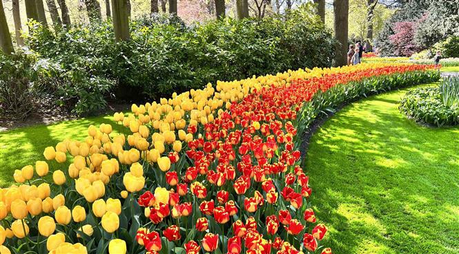 Nhiều loại hoa tuylip khoe sắc tại vườn hoa Keukenhof ở Hà Lan. (Ảnh: Mạnh Hùng/TTXVN)