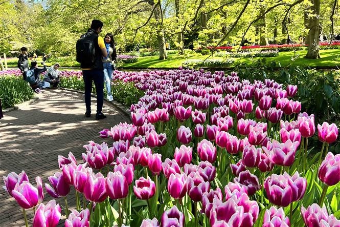 Hoa tuylip khoe sắc tại vườn hoa Keukenhof ở Hà Lan. (Ảnh: Mạnh Hùng/TTXVN)