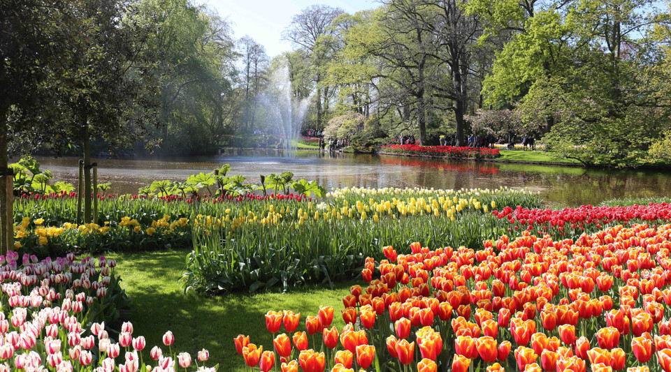 Hằng năm, trên một triệu lượt du khách đến với Keukenhof để được đắm mình trong vườn hoa rộng 32 hécta, với hàng triệu bông hoa đủ chủng loại và sắc màu, trong đó nổi tiếng nhất và nổi bật nhất là hoa Tuylip. (Ảnh: Mạnh Hùng/TTXVN)