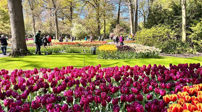 Hoa tuylip khoe sắc tại vườn hoa Keukenhof ở Hà Lan. (Ảnh: Mạnh Hùng/TTXVN)