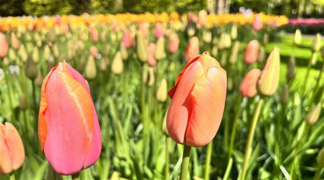 Hoa tuylip khoe sắc tại vườn hoa Keukenhof ở Hà Lan. (Ảnh: Mạnh Hùng/TTXVN)