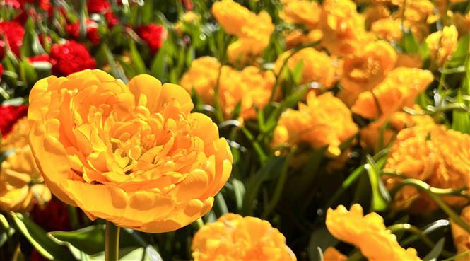 Vườn hoa Keukenhof ở Hà Lan với nhiều loại hoa tuyệt sắc. (Ảnh: Mạnh Hùng/TTXVN)
