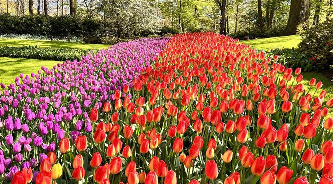 Hoa tuylip đủ sắc màu tại vườn hoa Keukenhof ở Hà Lan. (Ảnh: Mạnh Hùng/TTXVN)