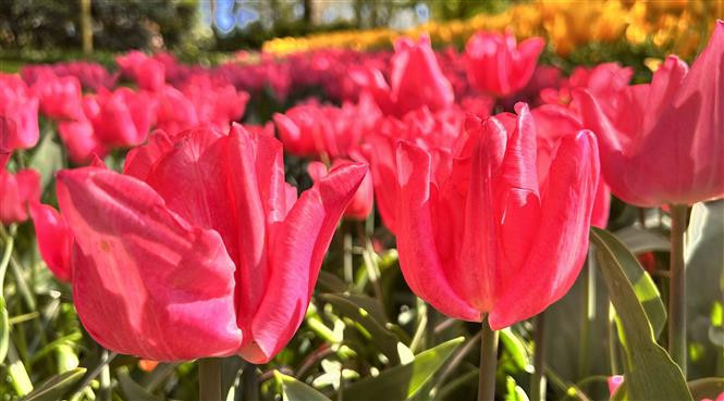 Những bông hoa tuylip khoe sắc tại vườn hoa Keukenhof ở Hà Lan. (Ảnh: Mạnh Hùng/TTXVN)