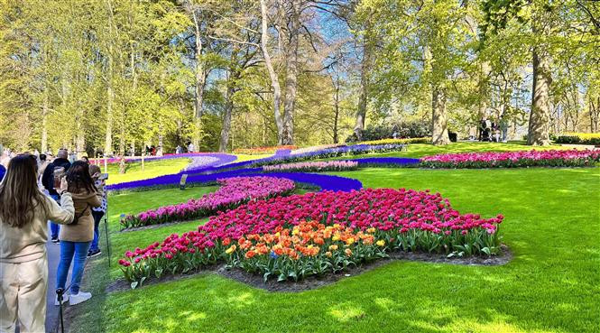 Du khách thích thú chụp ảnh bên những bông hoa tuylip tại vườn hoa Keukenhof ở Hà Lan. (Ảnh: Mạnh Hùng/TTXVN)