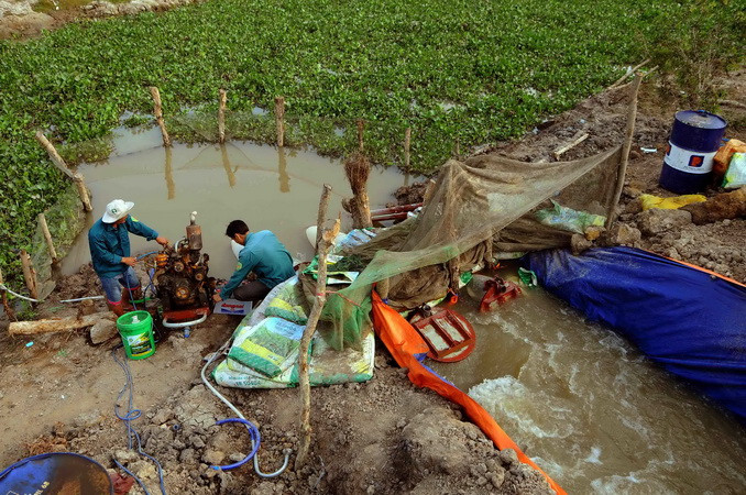 Do ảnh hưởng của biến đổi khí hậu, khô hạn kéo dài, nước biển dâng cao lấn sâu vào nội địa và việc ngăn dòng đầu nguồn sông Mekong nên các khu bảo tồn ngập nước Ramsar của thế giới ở khu vực Đồng bằng Sông Cửu Long đã kiệt nước, nước mặn tấn công làm ảnh hưởng đến hệ sinh thái ngập úng và sự sống các loài động, thực vật quý hiếm. (Ảnh: An Hiếu/TTXVN)