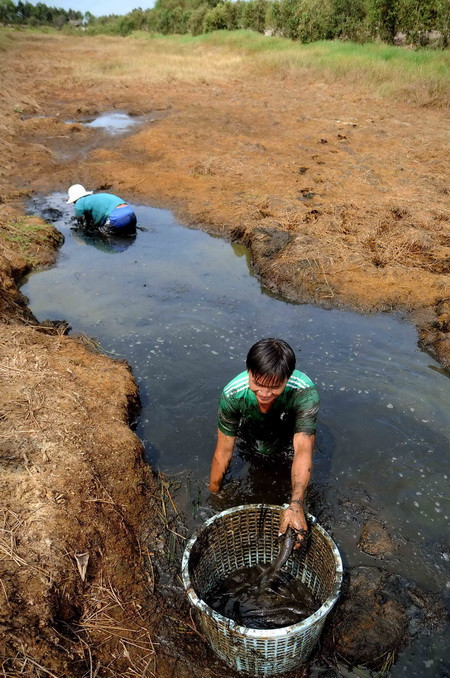 Di chuyển các cá thể động, thực vật trong vùng sinh thái khô hạn sang vùng có nước tại Khu bảo tồn đất ngập nước Láng Sen - khu Ramsar thứ 7 của Việt Nam - tại Huyện Tân Hưng (Long An). (Ảnh: An Hiếu/TTXVN)