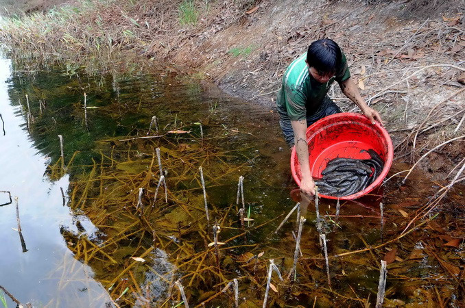 Di chuyển các cá thể động, thực vật trong vùng sinh thái khô hạn sang vùng có nước tại Khu bảo tồn đất ngập nước Láng Sen - khu Ramsar thứ 7 của Việt Nam - tại Huyện Tân Hưng (Long An). (Ảnh: An Hiếu/TTXVN)