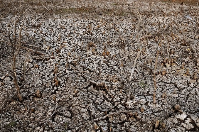 Hàng ngàn ha rừng tràm đã khô, trơ gốc vì thiếu nước tại Khu bảo tồn đất ngập nước Láng Sen - khu Ramsar thứ 7 của Việt Nam - tại Huyện Tân Hưng (Long An). (Ảnh: An Hiếu/TTXVN)