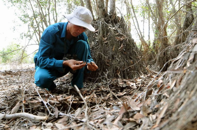 Kiểm tra độ ẩm của đất phòng chống cháy rừng tại Khu bảo tồn đất ngập nước Láng Sen - khu Ramsar thứ 7 của Việt Nam - tại Huyện Tân Hưng (Long An). (Ảnh: An Hiếu/TTXVN)