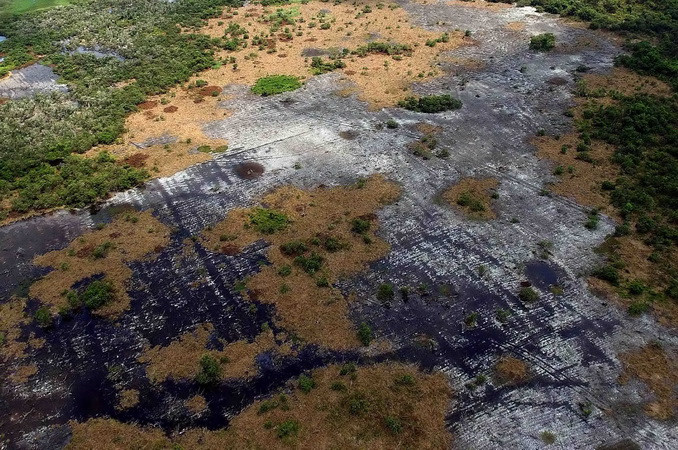 Hàng ngàn ha rừng tràm đã khô, trơ gốc vì thiếu nước tại Khu bảo tồn đất ngập nước Láng Sen - khu Ramsar thứ 7 của Việt Nam - tại Huyện Tân Hưng (Long An). (Ảnh: An Hiếu/TTXVN)