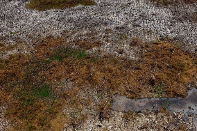 Hàng ngàn ha rừng tràm đã khô, trơ gốc vì thiếu nước tại Khu bảo tồn đất ngập nước Láng Sen - khu Ramsar thứ 7 của Việt Nam - tại Huyện Tân Hưng (Long An). (Ảnh: An Hiếu/TTXVN)