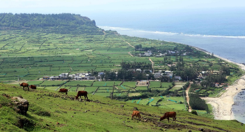 Khu vực trồng hành, tỏi đặc sản trên đảo Lý Sơn. (Ảnh: Trần Lê Lâm/TTXVN)