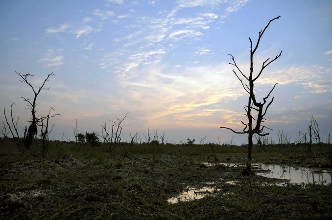 Hàng ngàn ha rừng tràm đã khô, trơ gốc vì thiếu nước tại Khu bảo tồn đất ngập nước Láng Sen - khu Ramsar thứ 7 của Việt Nam - tại Huyện Tân Hưng (Long An). (Ảnh: An Hiếu/TTXVN)
