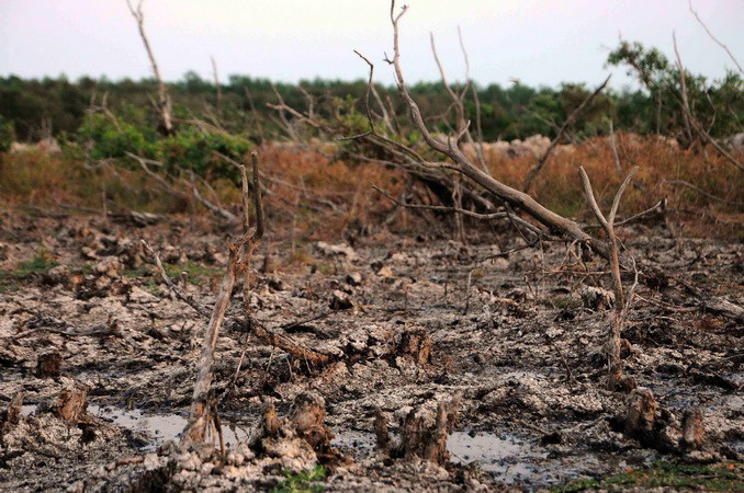 Hàng ngàn ha rừng tràm đã khô, trơ gốc vì thiếu nước tại Khu bảo tồn đất ngập nước Láng Sen - khu Ramsar thứ 7 của Việt Nam - tại Huyện Tân Hưng (Long An). (Ảnh: An Hiếu/TTXVN)