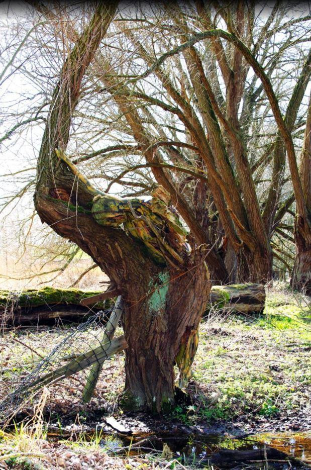 Cô người mẫu được biến đổi để ăn nhập với thân cây khô. Vẻ đẹp này hoàn toàn phù hợp với chủ đề của bộ ảnh nghệ thuật của tự nhiên.​