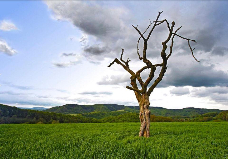 Trong bức ảnh này, cô người mẫu và cây ăn nhập hoàn hảo.