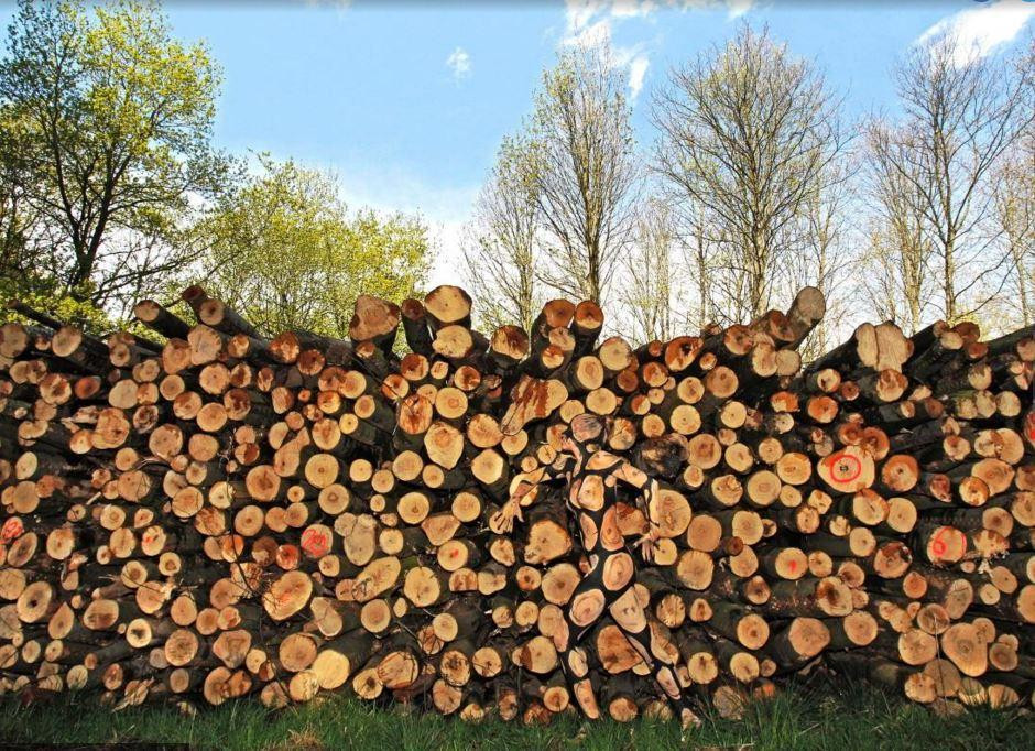 Theo New York Daily News, nhà nghệ thuật người Đức Jorg Mirkwood và nhiếp ảnh gia Tschiponnique Skupin đã hợp tác thực hiện bộ ảnh ấn tượng về cơ thể người. Với chủ đề 'nghệ thuật của tự nhiên,' Jorg Mirkwood đã khiến con người hòa hợp hoàn toàn vào thiên nhiên. Bạn có thể tìm thấy cô người mẫu trong bức ảnh này không?