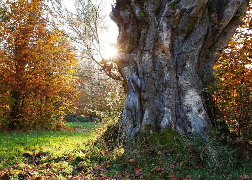 Jorge sáng tạo hình ảnh của người mẫu với màu sắc như của thân cây, sau đó để ẩn mình ở giữa cây và cỏ, màu sắc chuyển đổi rất tự nhiên.