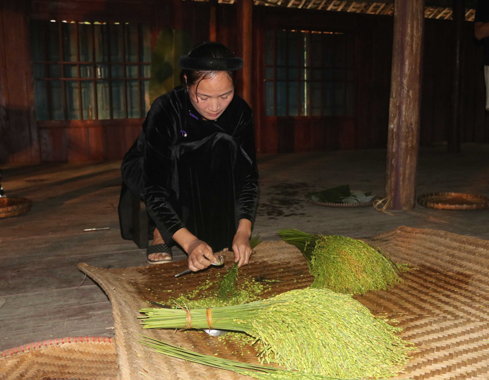 Cốm Cao Bằng được làm từ loại lúa nếp địa phương. (Ảnh: Chu Hiệu/TTXVN)